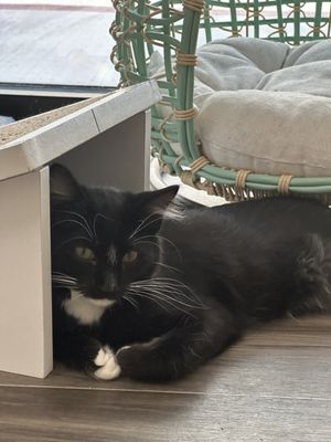 Rescued Treasures Cat Cafe by PALnv by null