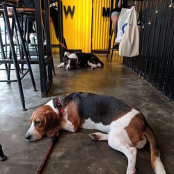 All In - Dog friendly :)