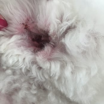 Country Paws - My dog cut ear! :( - Pet Groomers Near Me - Springfield, Missouri Country Paws - My dog cut ear! :( - Pet Groomers Near Me - Springfield, Missouri