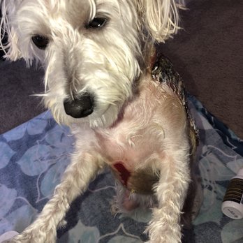 Northgate Pet Hospital - Traumatized - Veterinarians Near Me - Sacramento, California