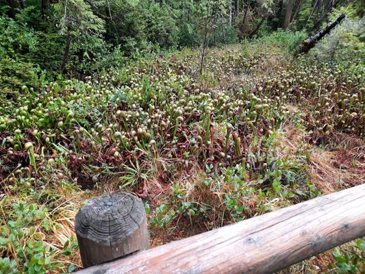 Darlingtonia State Natural Site by null