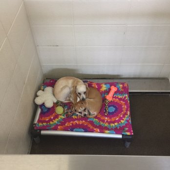 Lexington Humane Society - Animal Shelters Near Me - Lexington, Kentucky Lexington Humane Society - Animal Shelters Near Me - Lexington, Kentucky