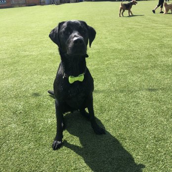 Fetch Park - Dog Parks Near Me - Atlanta, Georgia