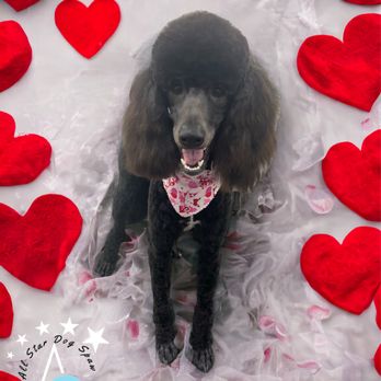All Star Dog Spaw - Pet Groomers Near Me - Willis, Texas