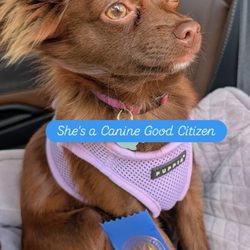 Diamonds In the Ruff - CGC graduation day
