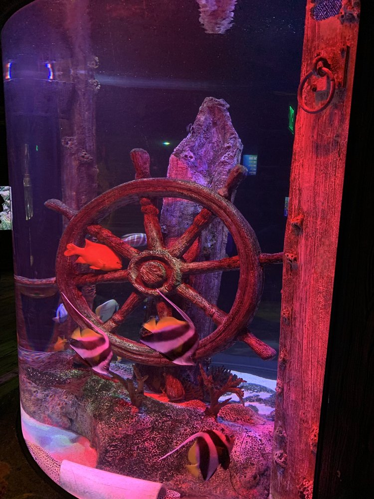 SEA LIFE KANSAS CITY AQUARIUM 217 Photos & 158 Reviews Aquariums 2475 Grand Blvd, Kansas