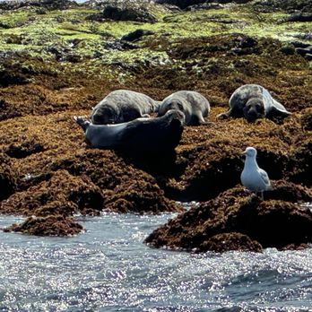 Rockport Seaventure - Rockport seals - Boat Tours Near Me Rockport Seaventure - Rockport seals - Boat Tours Near Me