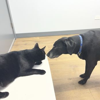 Fauna Veterinary Care - Veterinarians Near Me - Chicago, Illinois Fauna Veterinary Care - Veterinarians Near Me - Chicago, Illinois