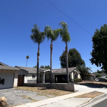 Joyful Tree Service - These are 3 palm trees that I had trimmed. - Tree Services Near Me Joyful Tree Service - These are 3 palm trees that I had trimmed. - Tree Services Near Me