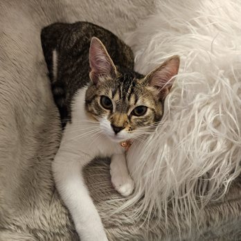 Kitten Rescue - Perry's Place named her Sebastian, but she's now Duchess! - Animal Shelters Near Me - North Hollywood, California Kitten Rescue - Perry's Place named her Sebastian, but she's now Duchess! - Animal Shelters Near Me - North Hollywood, California