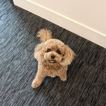 The Grateful Dog Grooming Shop - Rounded puppy cut by Sofia - Pet Groomers Near Me - Encinitas, California The Grateful Dog Grooming Shop - Rounded puppy cut by Sofia - Pet Groomers Near Me - Encinitas, California