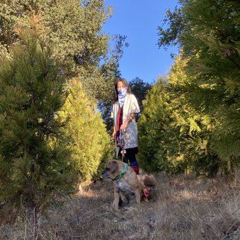 Castro Valley Christmas Tree Farm - Lots of tree options with different varieties - Christmas Trees Near Me - Castro Valley, California Castro Valley Christmas Tree Farm - Lots of tree options with different varieties - Christmas Trees Near Me - Castro Valley, California