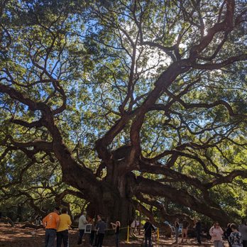Angel Oak - Parks Near Me - Johns Island, South Carolina
