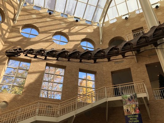 Fernbank Museum | 3D Theater | Forest by null