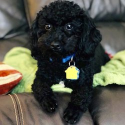 99 dalmatians staten island