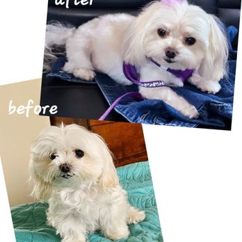 Abby's Dog Grooming Salon - Ginger, before and after - Pet Groomers Near Me - Honolulu, Hawaii