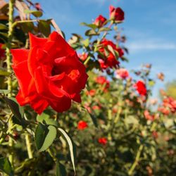Rosarium Hattersheim