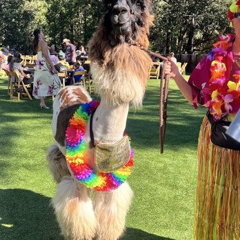 Tahquitz Pines Retreat - Let's meet a llama! - Campgrounds Near Me - Idyllwild, California Tahquitz Pines Retreat - Let's meet a llama! - Campgrounds Near Me - Idyllwild, California
