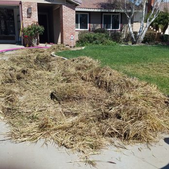 Ezra Tree Service - Front yard before, needs restoration to a manageable condition. - Tree Services Near Me Ezra Tree Service - Front yard before, needs restoration to a manageable condition. - Tree Services Near Me