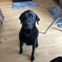 Pet Wants Wheaton - Tucker says Hi and thank you for the fabulous dog food and treats!