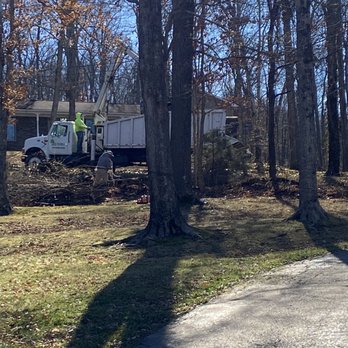 Tree Works - Cleaning up the area. - Tree Services Near Me Tree Works - Cleaning up the area. - Tree Services Near Me