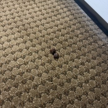 Budget Host Inn - Dog food on the carpet - Hotels Near Me - Saint Ignace, Michigan Budget Host Inn - Dog food on the carpet - Hotels Near Me - Saint Ignace, Michigan