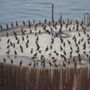 Photo of BC Ferries