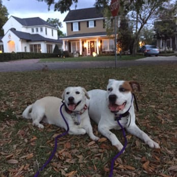 Orlando Dog Wizard - My dog Jack Sparrow and Haden. Haden was having trouble being around other dogs before he came to us. - Pet Training Near Me Orlando Dog Wizard - My dog Jack Sparrow and Haden. Haden was having trouble being around other dogs before he came to us. - Pet Training Near Me