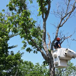 All Pro Able Tree Service