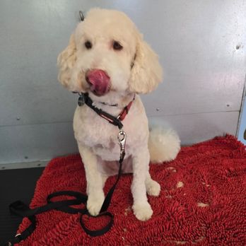 Barks N Bubbles - Pet Groomers Near Me