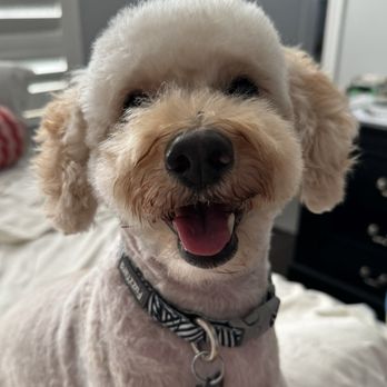 Moco Pet Grooming & Spa - Thanks Mario for giving me a super cute haircut every time! Nugget - Pet Groomers Near Me - Tustin, California Moco Pet Grooming & Spa - Thanks Mario for giving me a super cute haircut every time! Nugget - Pet Groomers Near Me - Tustin, California