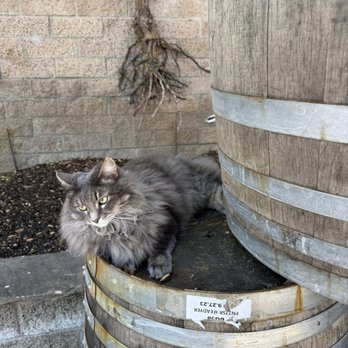 Grapeline Wine Tours - Wine Tours Near Me