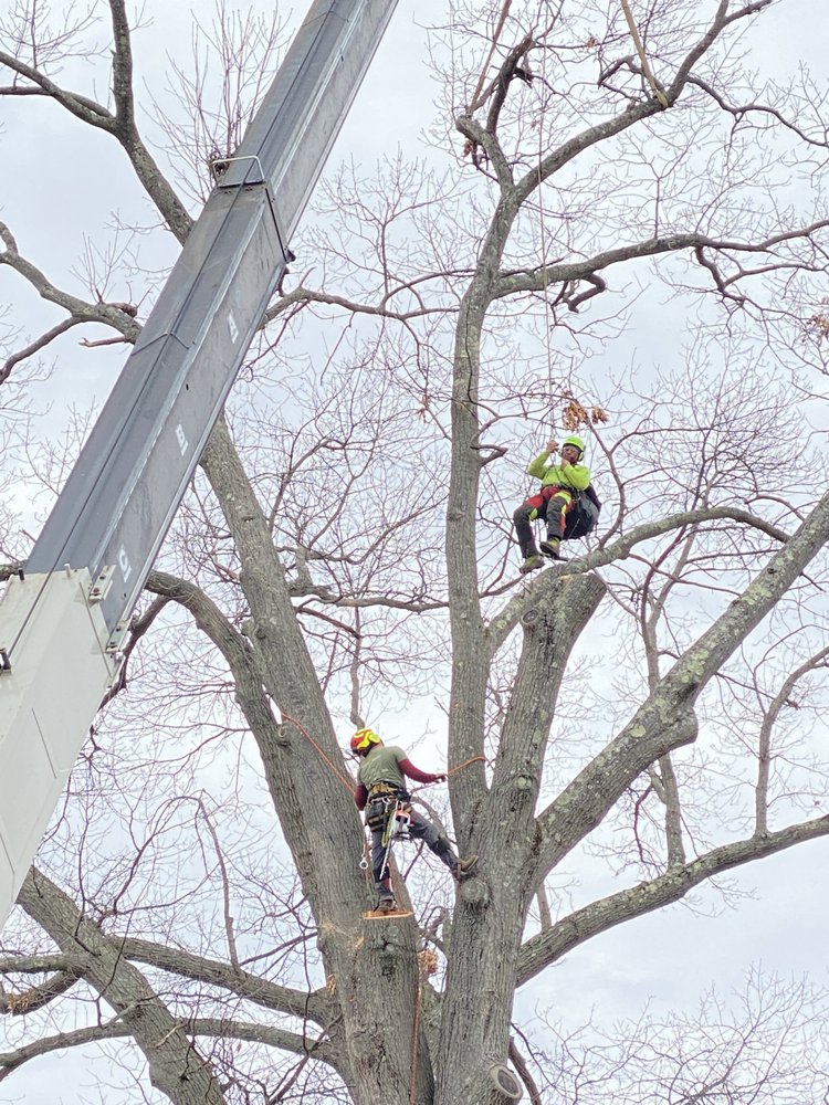 BARTS TREE SERVICE Updated September 2024 54 Photos & 29 Reviews 115 Flanders Rd, Woodbury
