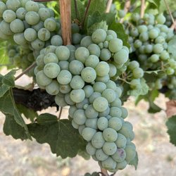Lone Point Cellars