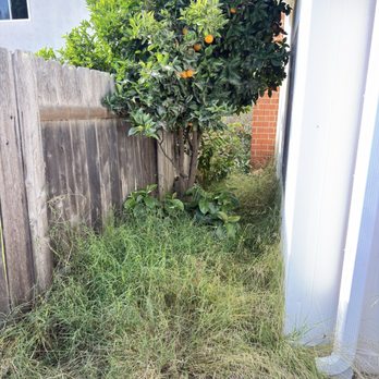 Rana’s Tree Service - Before - Landscaping Near Me Rana’s Tree Service - Before - Landscaping Near Me