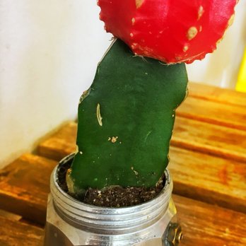 Café Bea - Mini cactus with cafetera base - Cafes Near Me - Miami, Florida Café Bea - Mini cactus with cafetera base - Cafes Near Me - Miami, Florida