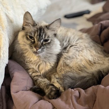 Two Sisters Pet Sitting - House Sitters Near Me Two Sisters Pet Sitting - House Sitters Near Me