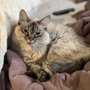 Photo of Two Sisters Pet Sitting