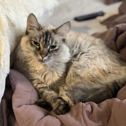 Two Sisters Pet Sitting