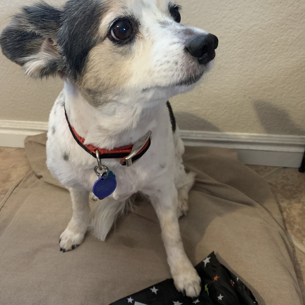 PetSmart - Poor baby got abused by the pet groomer at pet smart. - Pet Stores Near Me - Henderson, Nevada PetSmart - Poor baby got abused by the pet groomer at pet smart. - Pet Stores Near Me - Henderson, Nevada