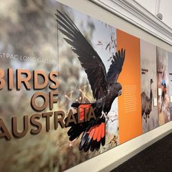 Australian Museum - 11/1/23 FYI