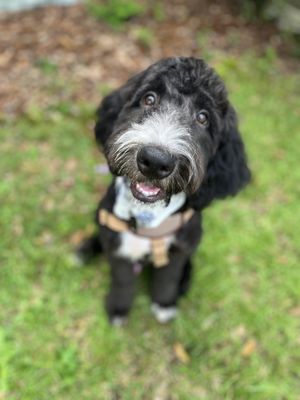 Doggie Style Grooming