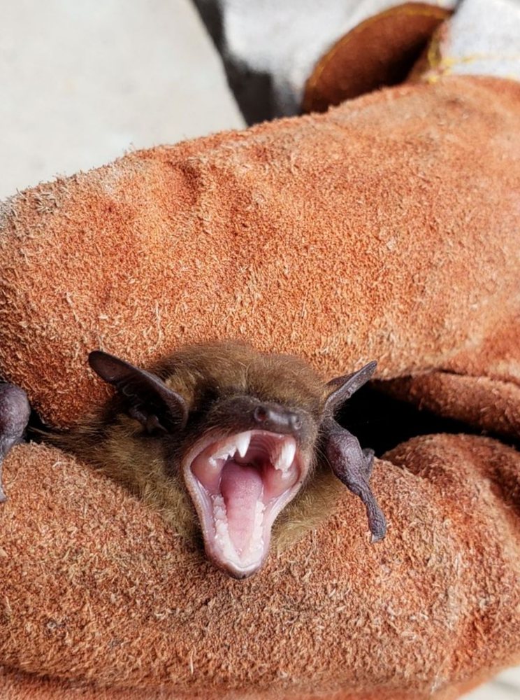 PEST ANIMAL REMOVAL HUNTSVILLE Updated June 2024 41 Photos 3700