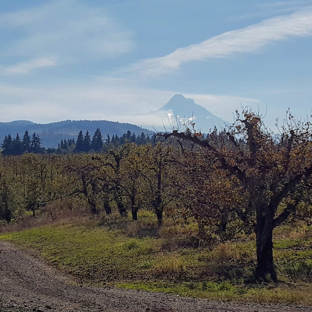 Just around the bend from the entrance to Phelps Creek's tasting room. And on the other side: a beautiful view of Mt. Adams Just around the bend from the entrance to Phelps Creek's tasting room. And on the other side: a beautiful view of Mt. Adams
