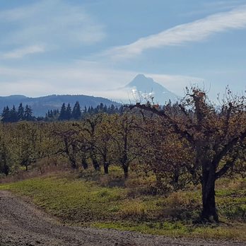 Phelps Creek Vineyards - Just around the bend from the entrance to Phelps Creek's tasting room. And on the other side: a beautiful view of Mt. Adams - Wine Tasting Room Near Me - Hood River, Oregon