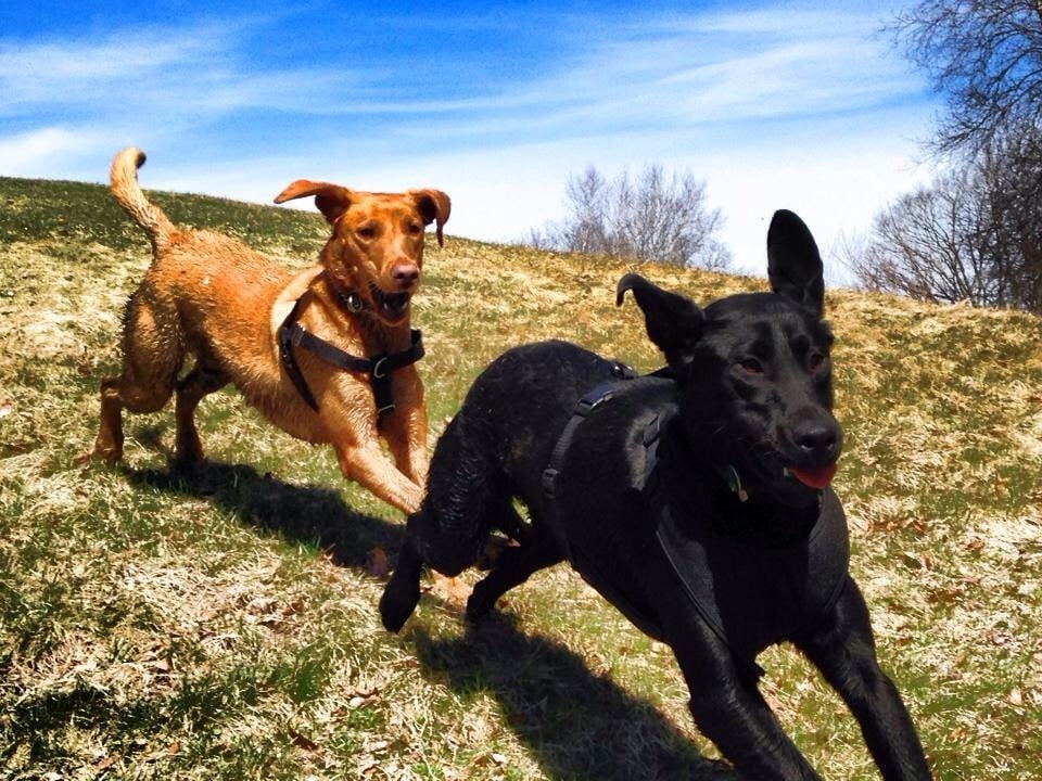 Peace of Mind Pals - pet boarding facility in South Portland, ME