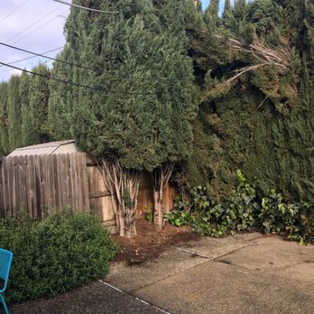 Anderson Tree - Before 2 - Tree Services Near Me - Elverta, California