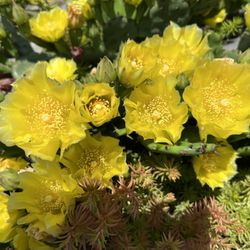Boone County Arboretum - Prickly pear cactus at the Arboretum entrance