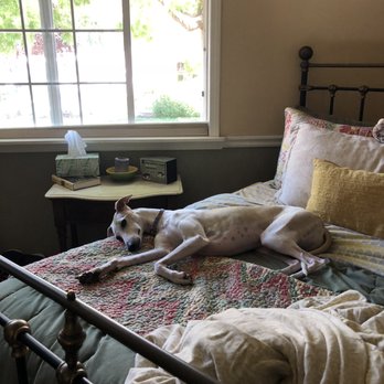 Fremont Pups Playhouse - Spiffy taking over the bed - Pet Boarding Near Me - Fremont, California Fremont Pups Playhouse - Spiffy taking over the bed - Pet Boarding Near Me - Fremont, California