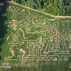 Runaway Bull Farm - Corn maze 2022